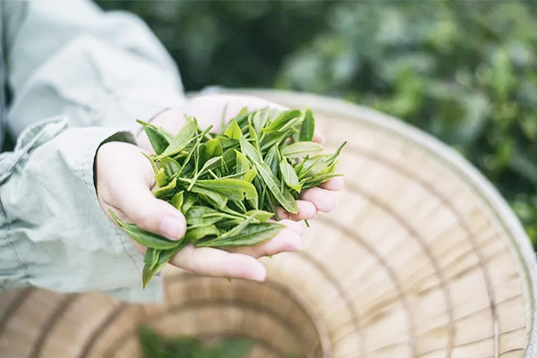 加盟三千茶农