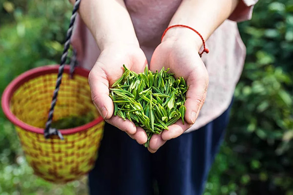 加盟三千茶农英应该如何经营?三千茶农店长带来他的解析